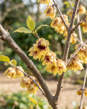 Calicanto invernale a fioritura invernale (Chimonanthus praecox) – semi da fiore di SeedsChoice
