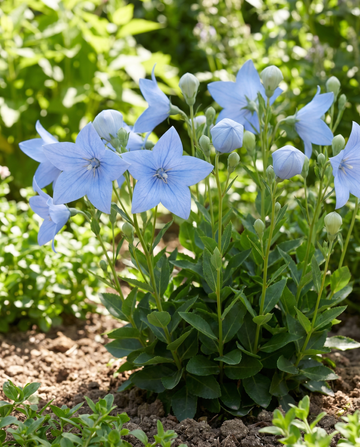 Semi di campanula cinese (Platycodon grandiflorus) – fiore perenne