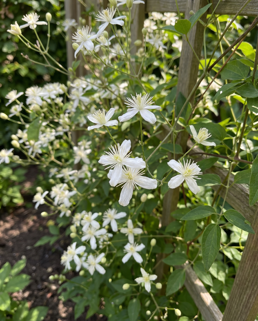 Climber Vine (Clematis vitalba) – perennial climber seeds from SeedsChoice