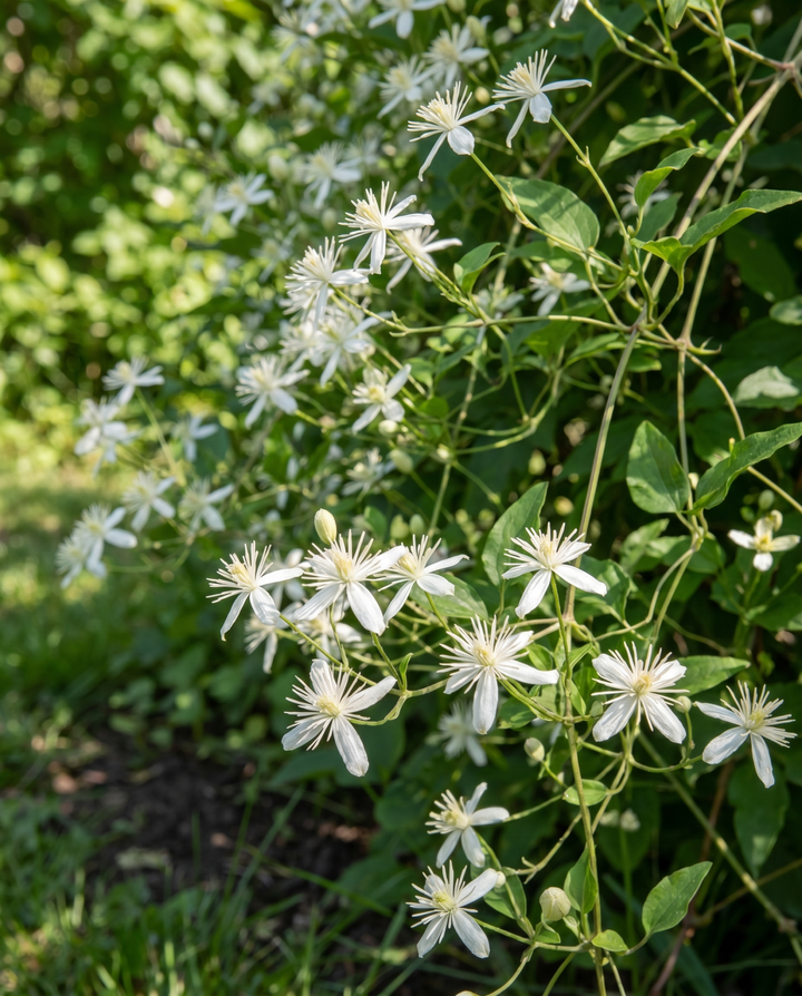Climber Vine seeds (Clematis vitalba) – perennial climber