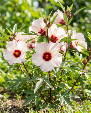 Roselle seeds (Hibiscus sabdariffa) – annual flower
