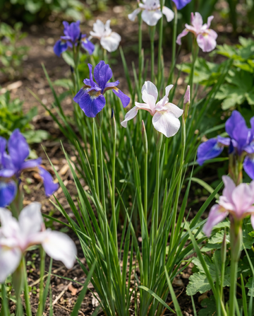 Siberian Mix (Iris sibirica) – semi di fiori perenni da SeedsChoice