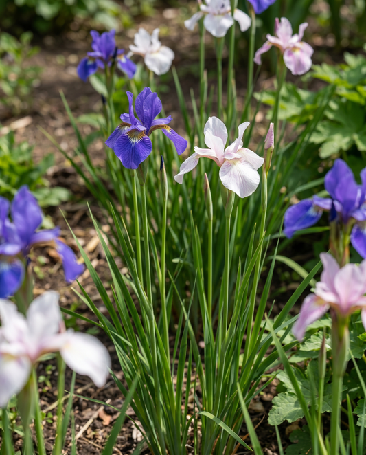 Siberian Mix (Iris sibirica) – semi di fiori perenni da SeedsChoice