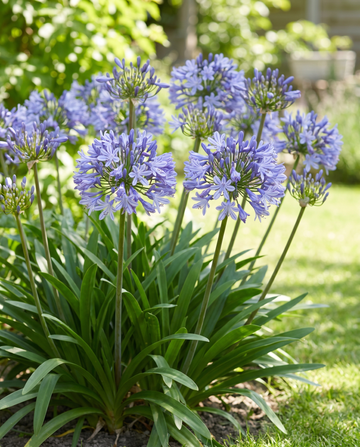 African Lily (Agapanthus umbellatus) – perennial flower seeds from SeedsChoice