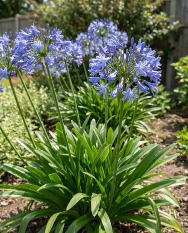Semi di giglio del Nilo (Agapanthus umbellatus) – fiore perenne