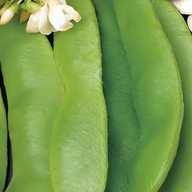 Runner Bean Seeds Phaseolus Coccineus Annual Large Seeded Variety 100g