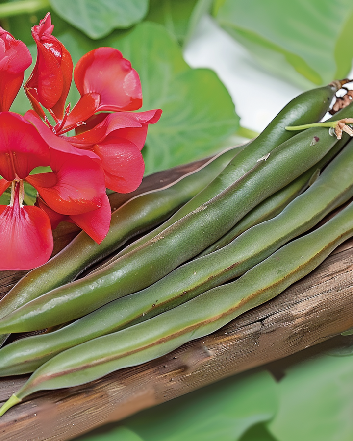 Semi di fagiolino rampicante Streamline 100g (Phaseolus coccineus) – ortaggio annuale