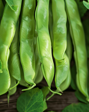 Semi fagiolino rampicante Helda 100g (Phaseolus vulgaris) – rampicante annuale