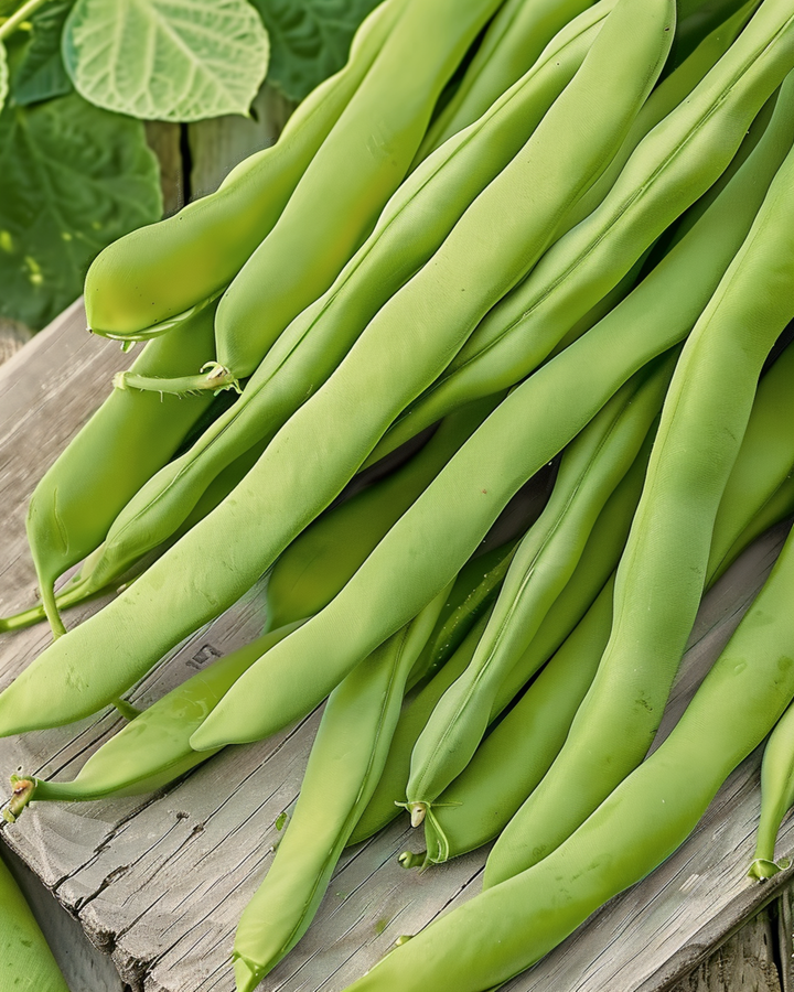 Dwarf Bean Admires seeds (Phaseolus vulgaris) – annual vegetable