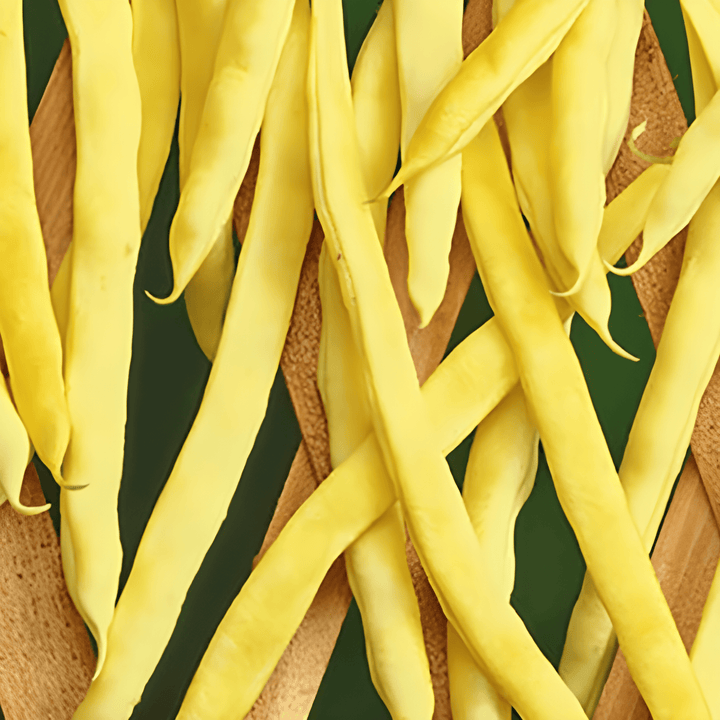 Climbing French Bean Neckargold 100g seeds (Phaseolus vulgaris) – annual climber