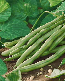 Semi di fagiolo rampicante Mechelse Tros Phaseolus vulgaris annuale 100g