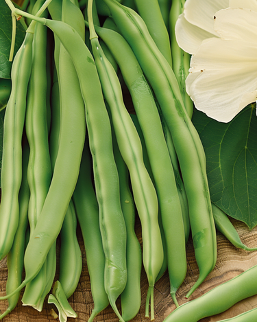 Climbing French Bean Westlandse 100g seeds (Phaseolus vulgaris) – annual climber