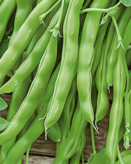 Bush Beans Modesto Seeds Phaseolus Vulgaris Annual 100g Pack