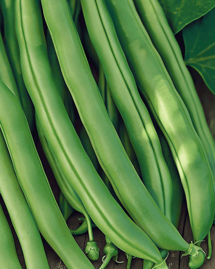 Fagioli nani Kylian semi da 50g (Phaseolus vulgaris) – ortaggio annuale
