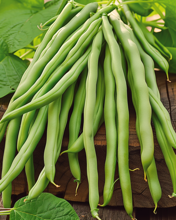 Semi di fagiolo nano Delinel (Phaseolus vulgaris) – verdura annuale