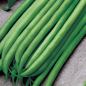 Semi di fagiolo nano Argus 50g (Phaseolus vulgaris) – ortaggio annuale