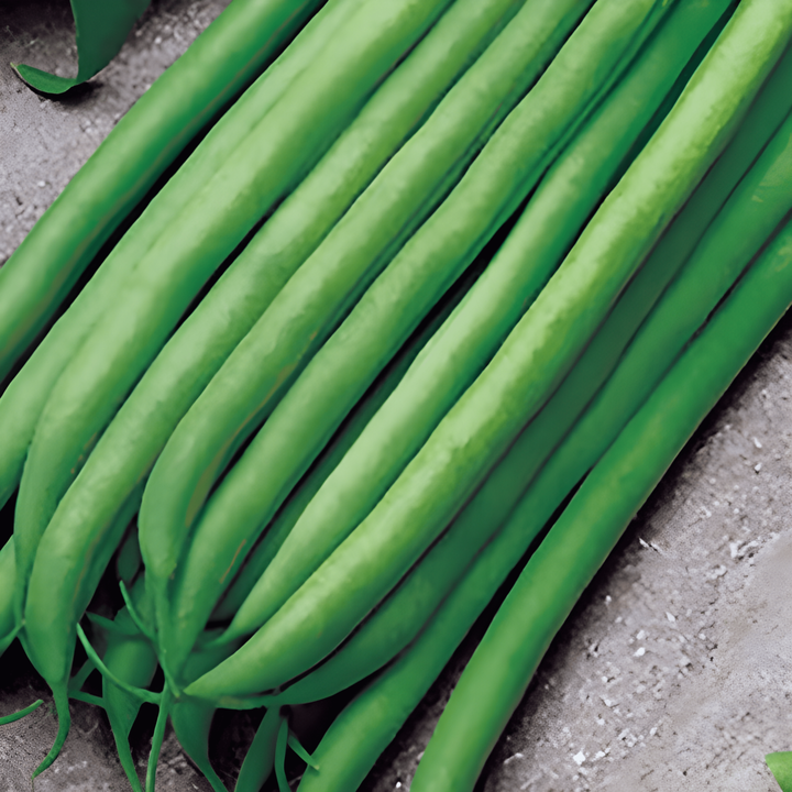 Semi di fagiolo nano Argus 50g (Phaseolus vulgaris) – ortaggio annuale