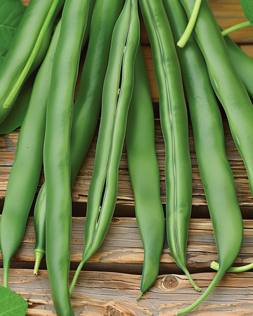 Bush Bean Domino seeds (Phaseolus vulgaris) – annual vegetable