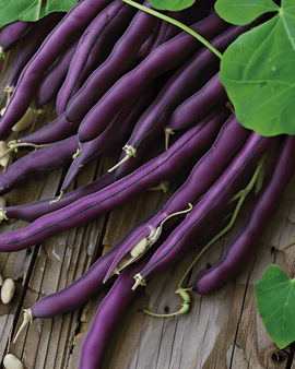 Semi di fagiolo nano Purple Queen Phaseolus Vulgaris annuale