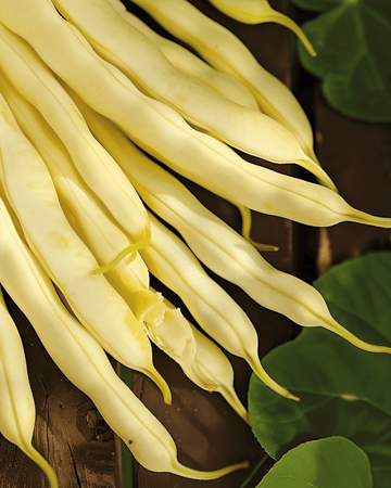 Semi di fagioli nani Gondola 100g (Phaseolus vulgaris) – ortaggio annuale