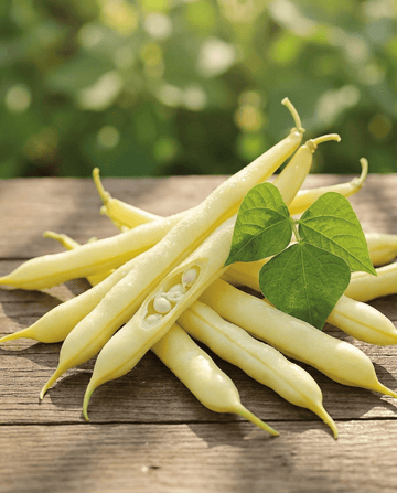 Semi di fagioli nani Gondola 100g (Phaseolus vulgaris) – ortaggio annuale da SeedsChoice