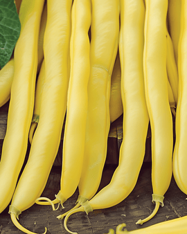 Dwarf Bean Seeds Goldplay Phaseolus Vulgaris Annual Variety