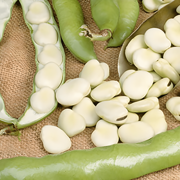 Semi di fava Leidse Hangers (Vicia faba) – ortaggio annuale