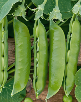 Semi di pisello Prince Albert Pisum sativum varietà annuale 100g