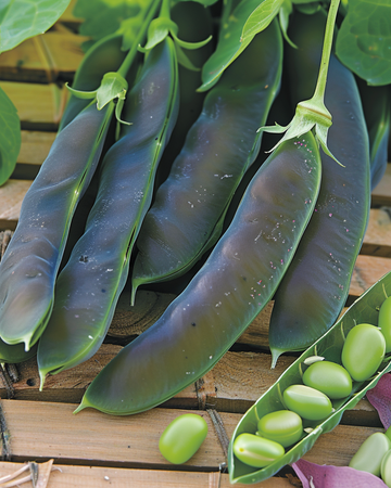 Semi di piselli Désirée 100g (Pisum sativum) – ortaggio annuale