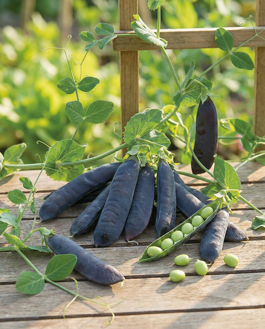 Piselli Désirée 100g (Pisum sativum) – semi di ortaggio annuale di SeedsChoice