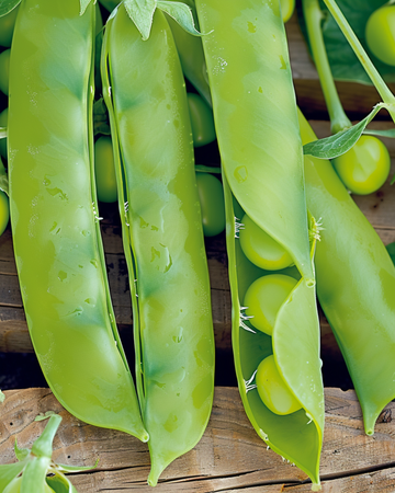 Semi di pisello mangiatutto Heraut (Pisum sativum) – ortaggio annuale