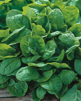 Spinach Seeds Breedblad Scherpzaad Spinacia Oleracea Annual