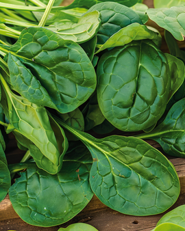Spinach Bazaroet Seeds Spinacia Oleracea Annual