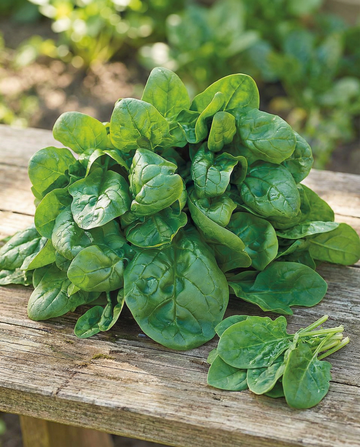 Spinacio Securo 50g (Spinacia oleracea) – semi di verdura annuale da SeedsChoice
