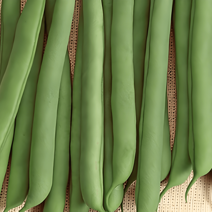 Semi di fagiolo nano Prelude (Phaseolus vulgaris) – verdura annuale
