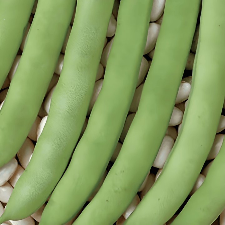 Semi di fagiolo nano Record Green Pods (Phaseolus vulgaris) – ortaggio annuale