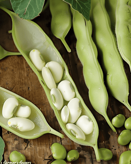 Broad Bean Seeds Leidse Hangers Vicia Faba Annual 250g