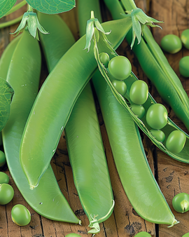 Semi di Pisello Kelvedon Wonder Pisum Sativum Annuale 250g