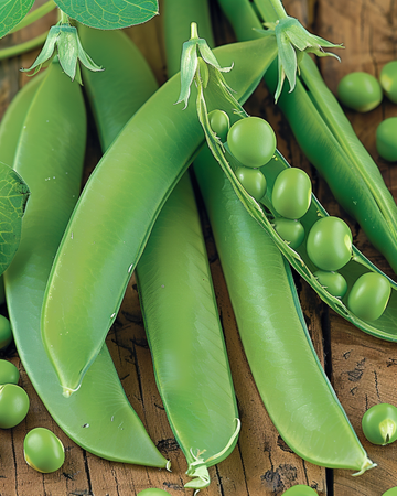 Semi di Pisello Kelvedon Wonder 250g (Pisum sativum) – verdura annuale