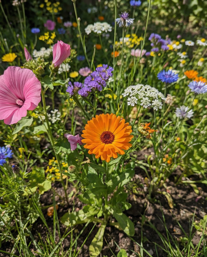 Semi miscuglio di fiori selvatici confezione da 2 g – fiore annuale biologico