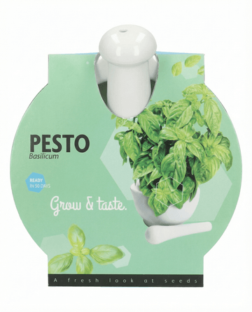 Ocimum basilicum – Set mortaio con basilico coltivato da seme