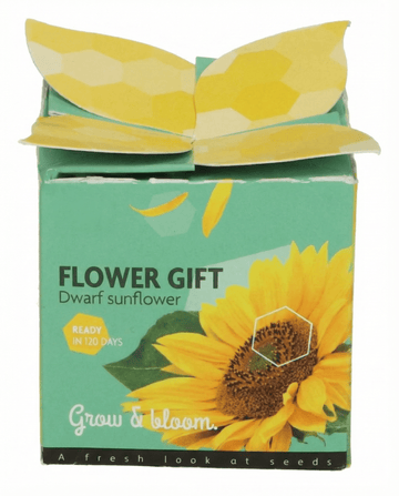 Dwarf Sunflower Gift (Helianthus annuus) – annual grow kit seeds from SeedsChoice