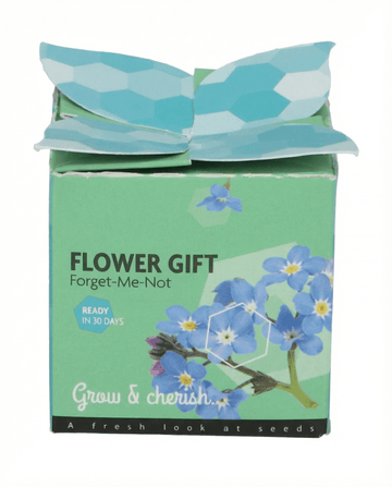 Myosotis alpestris – Forget-Me-Not Terracotta Pot 0.1g grown from seed