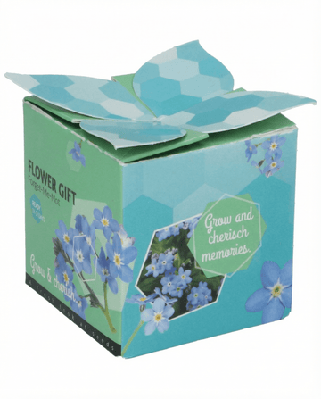 Forget-Me-Not Terracotta Pot 0.1g seeds (Myosotis alpestris) – biennial grow kit