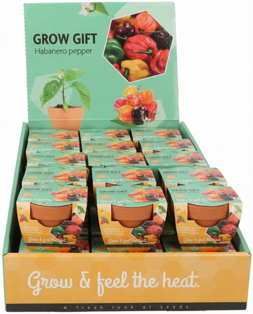 Capsicum chinense – peperoncino Habanero coltivato in vaso di terracotta da seme