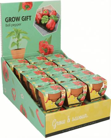 Bell Pepper Terracotta Pot seeds (Capsicum annuum) – grow kit