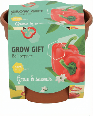 Bell Pepper Terracotta Pot seeds – grow kit from SeedsChoice