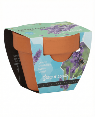 Lavanda (Lavandula angustifolia) – semi kit di coltivazione per pianta erbacea perenne di SeedsChoice