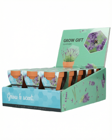 Semi di lavanda (Lavandula angustifolia) – kit di coltivazione perenne