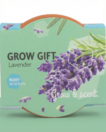 Semi di lavanda – kit di coltivazione perenne di SeedsChoice